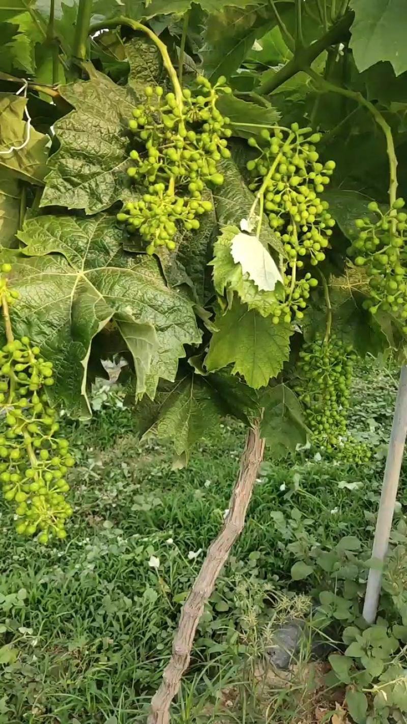 阳光玫瑰葡萄，量大，自家果园无其他费用，300亩果园，口