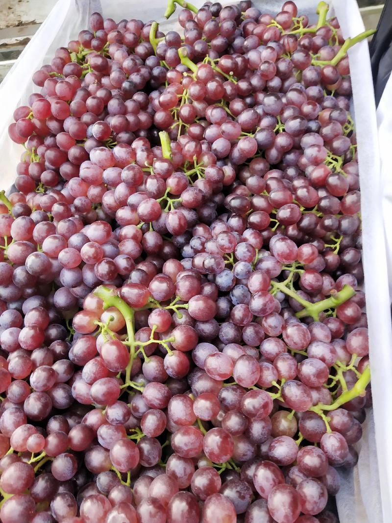 威县红宝石葡萄大量上市，欢迎广大客商前来釆购！