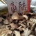 商陆，野生水洗商陆片无硫质量保证现货供应欢迎咨询购买！