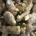 姜种368高产王生姜种基地培育提供技术指导保质保量