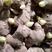 姜种368高产王生姜种基地培育提供技术指导保质保量