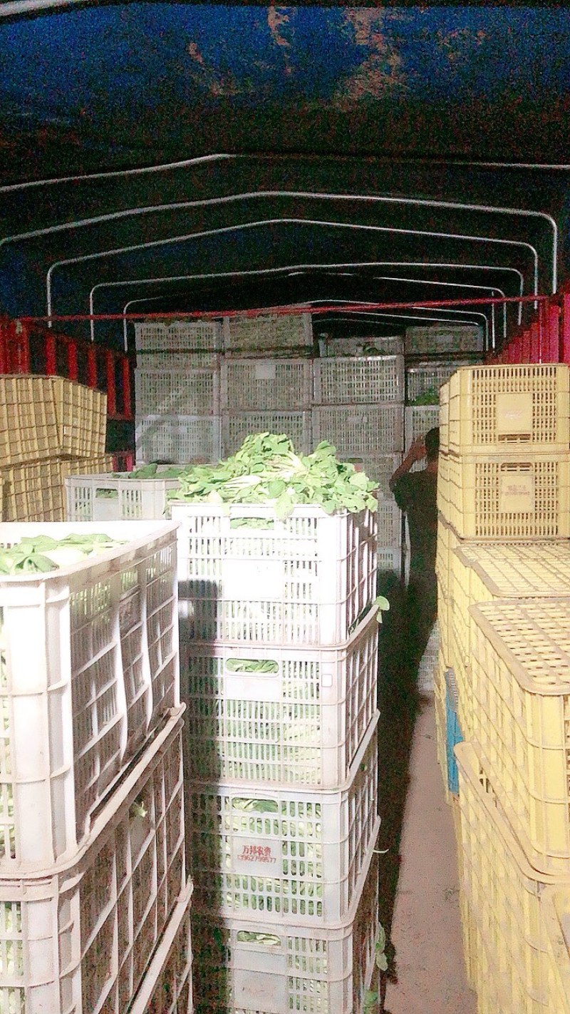 万亩蔬菜基地长期供应各种蔬菜食堂菜欢迎咨询