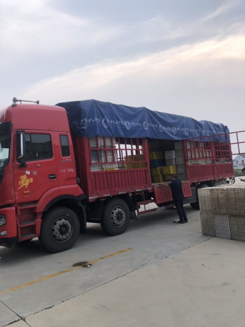 万亩蔬菜基地长期供应各种蔬菜食堂菜欢迎咨询