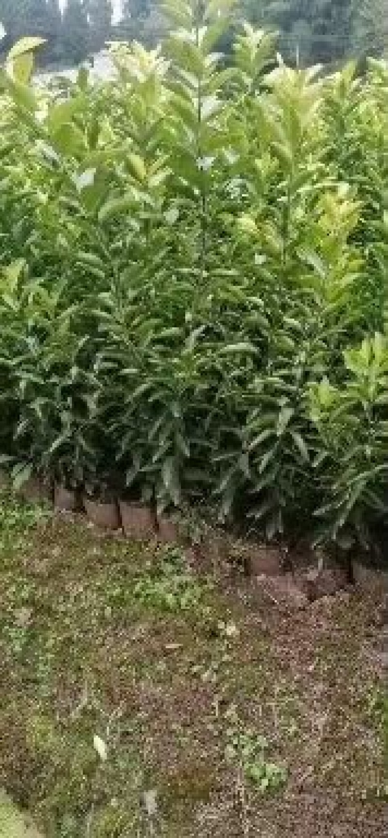 明日见，明日见大苗，1年，2年，3年！！！！！