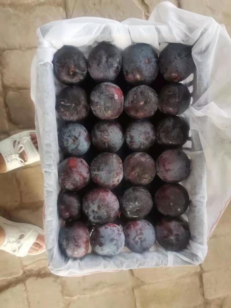 冷库各种李子，秋姬，黑宝石，黑巨力李子