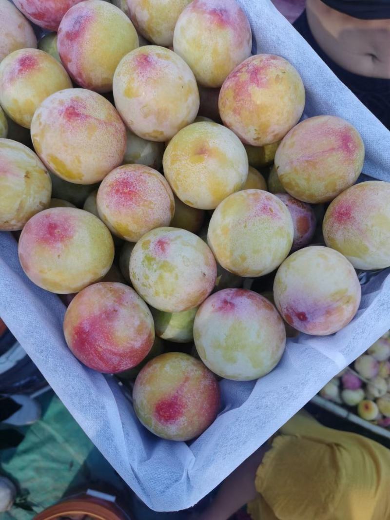 冷库各种李子，秋姬，黑宝石，黑巨力李子
