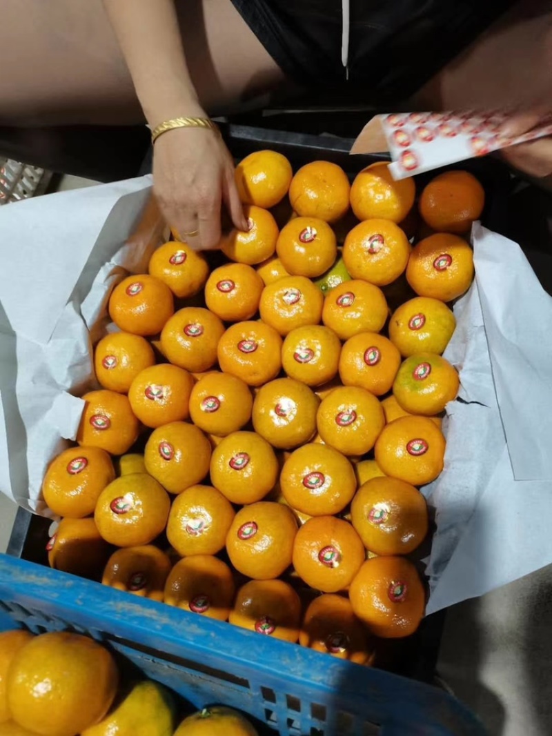【蜜橘】湖北特早蜜桔产地直供视频看货价格美丽欢迎来电