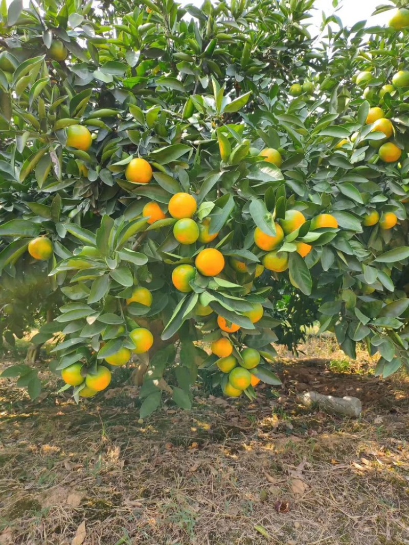【蜜橘】湖北特早蜜桔产地直供视频看货价格美丽欢迎来电