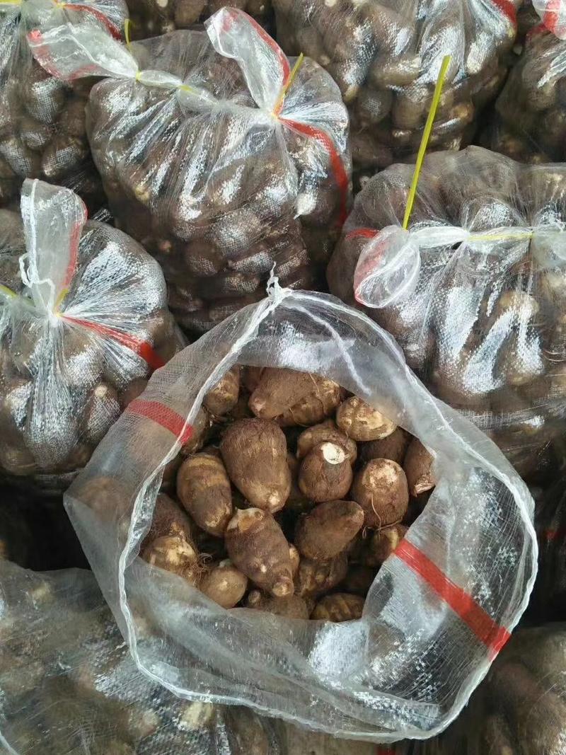 山东芋头产地8520毛芋头供大集电商，市场全国发货