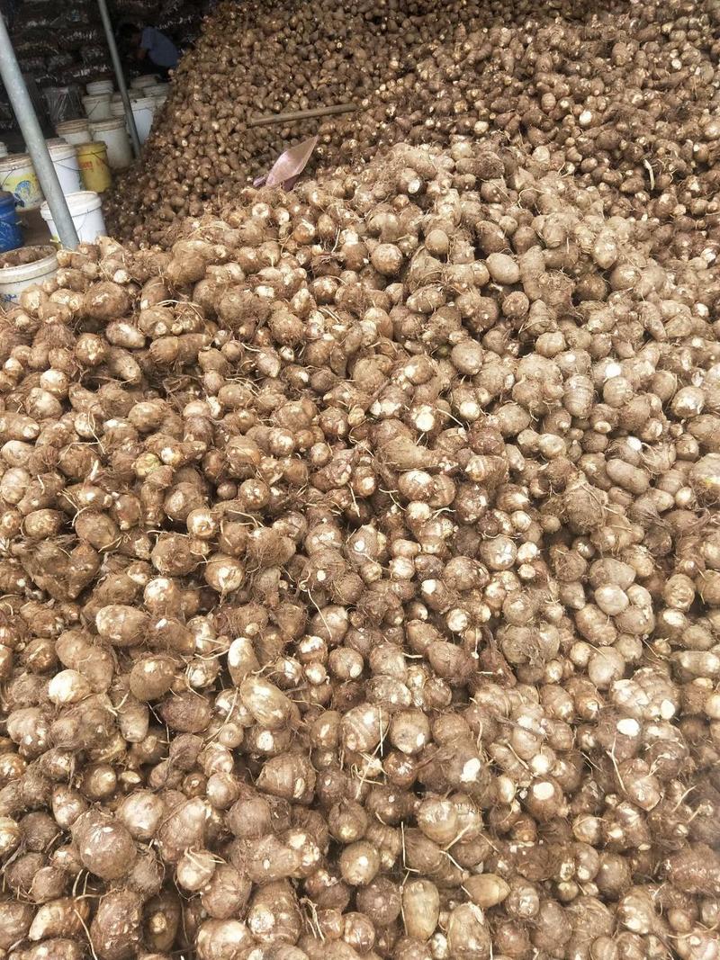 山东芋头产地8520毛芋头供大集电商，市场全国发货