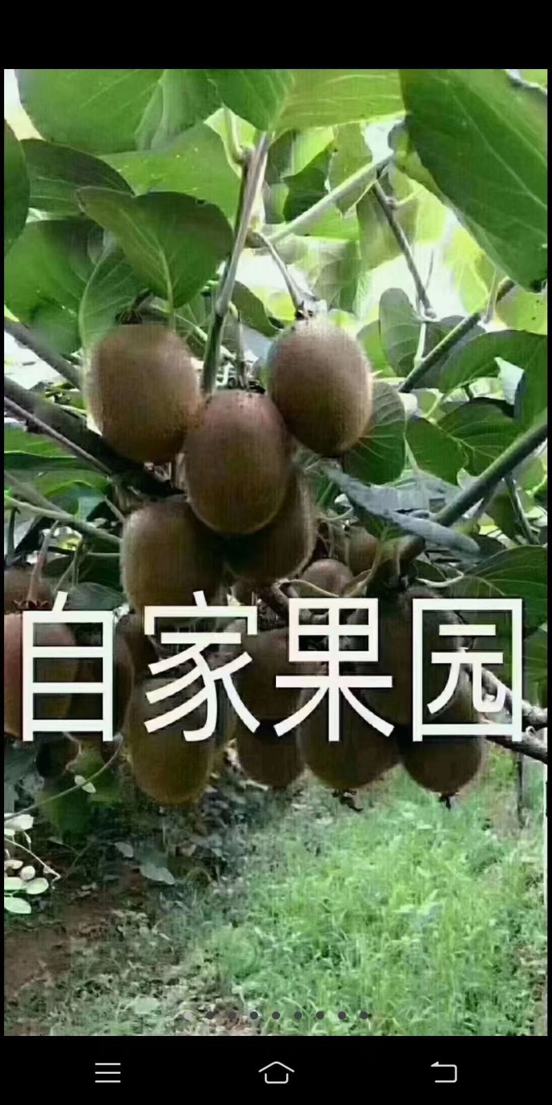 眉县徐香猕猴桃酸甜刚刚好欢迎砸单，果农直邮，现摘现发，顺