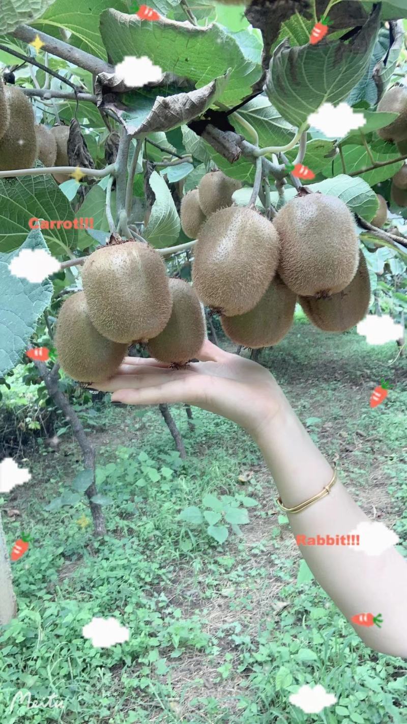 眉县徐香猕猴桃酸甜刚刚好欢迎砸单，果农直邮，现摘现发，顺