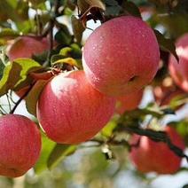 寒富苹果黄瓤的寒富苹果新民的寒富苹果九月下旬大量成熟出售
