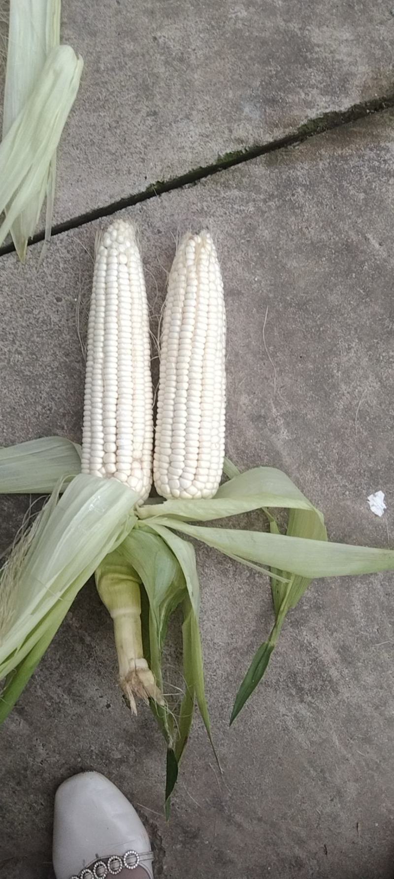 白糯玉米加工厂货