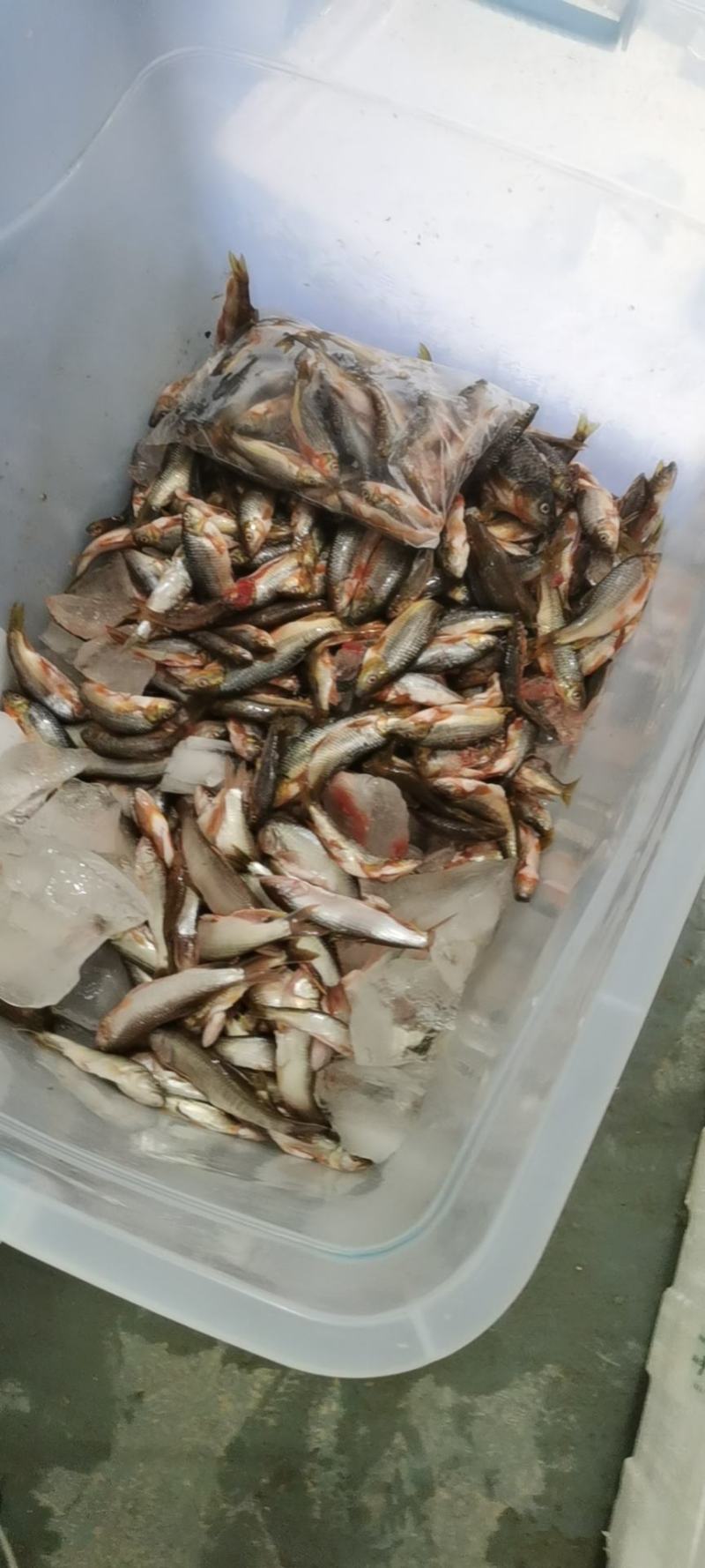 江西赣州南康溪水石斑鱼长期有货，冰冻发货