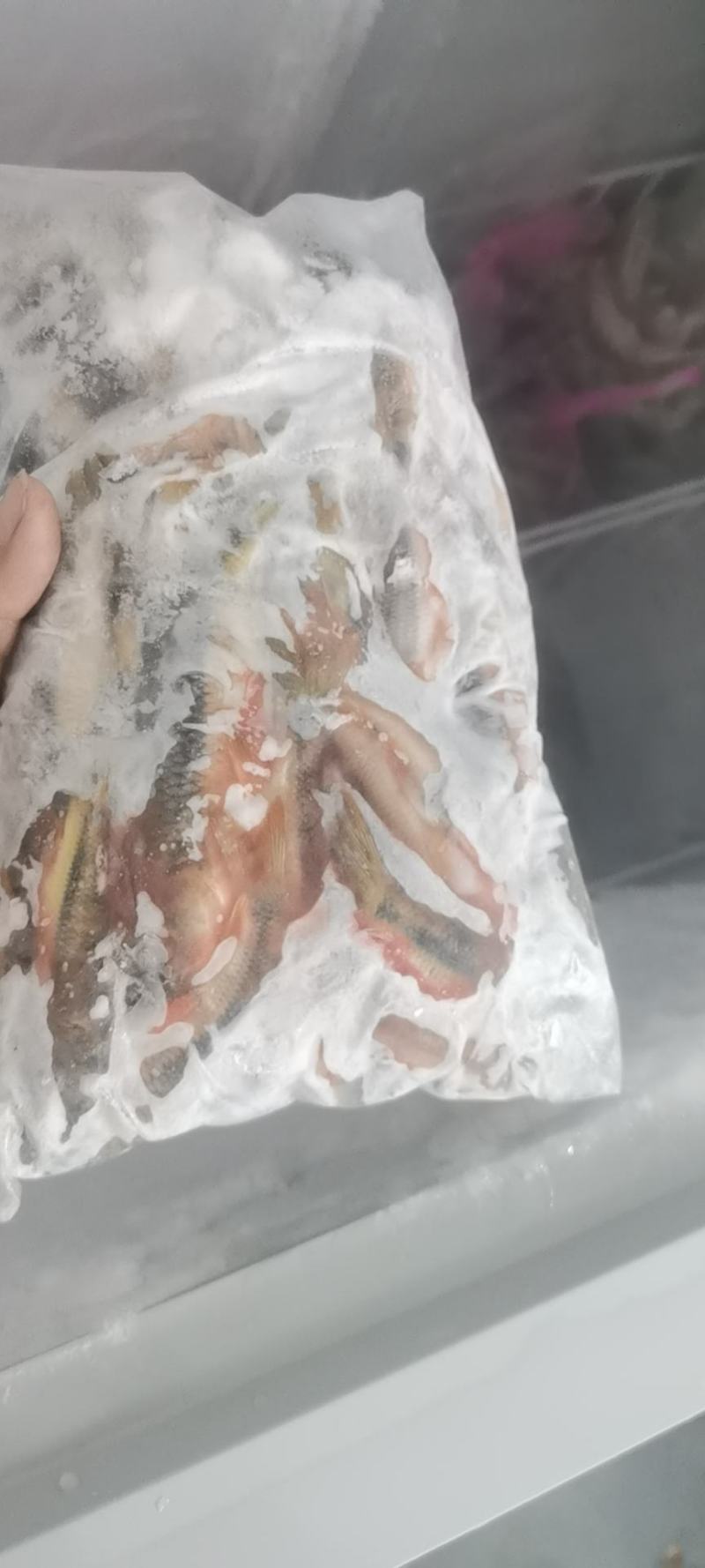 江西赣州南康溪水石斑鱼长期有货，冰冻发货