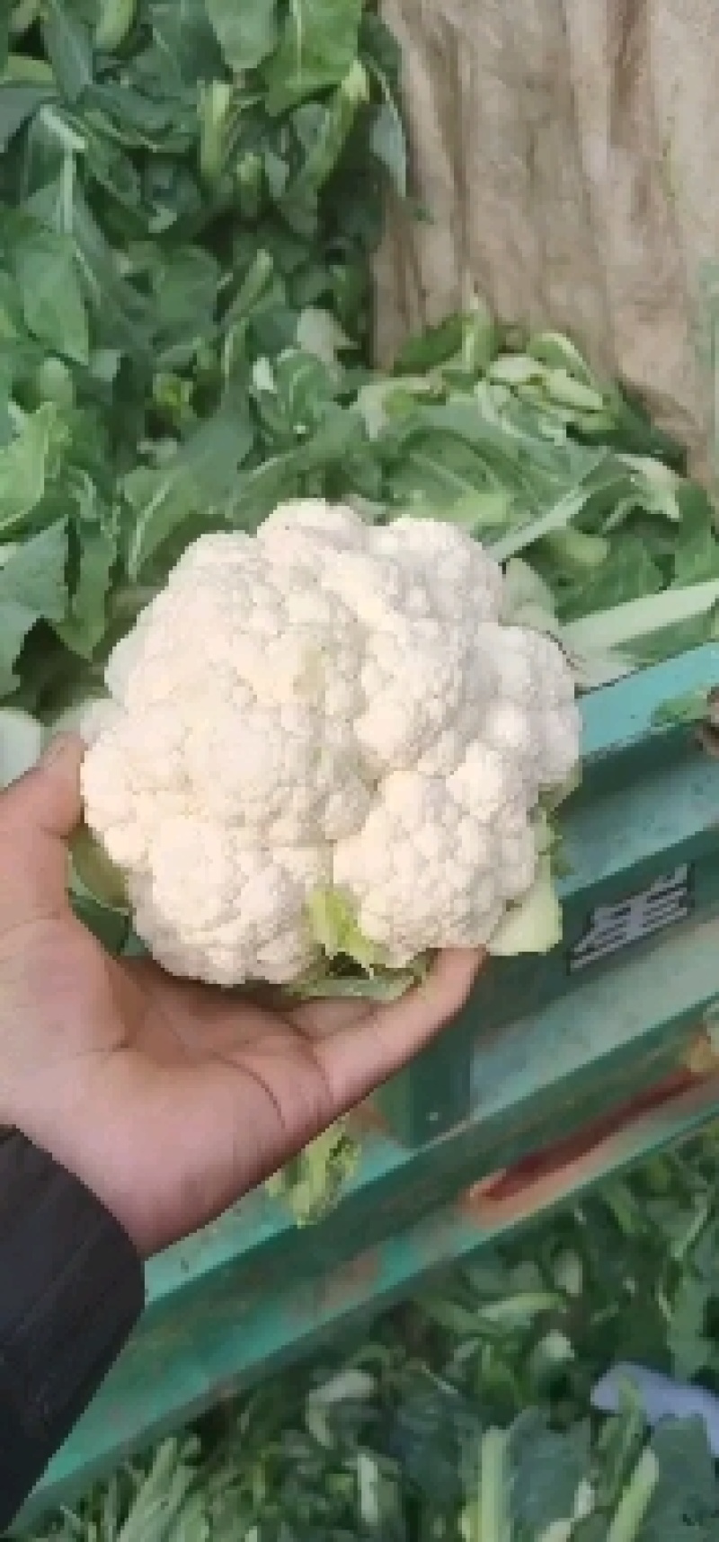 邯郸市露地菜花，大量上市，松花菜，紧花花菜规格齐全