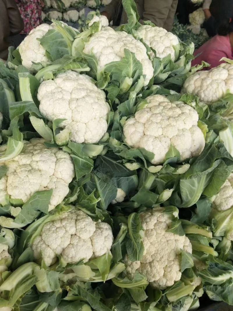 邯郸市露地菜花，大量上市，松花菜，紧花花菜规格齐全