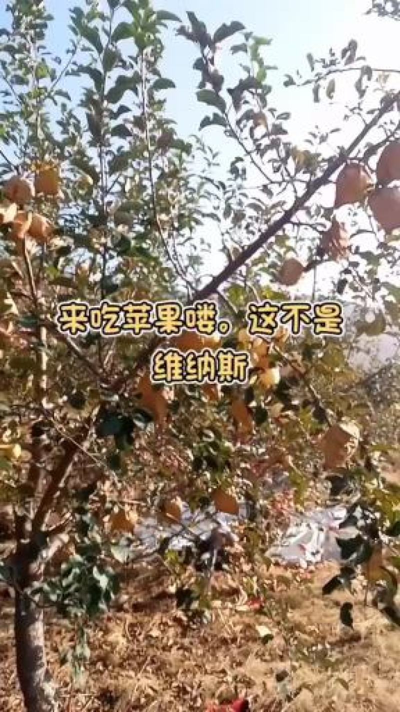 黄金黄桃半斤以上黄金密桃，甜桃，蜜桃，脆桃