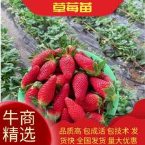章姬草莓苗假植苗优质苗产量高无病虫害