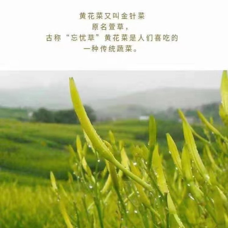 清水黄花菜支持电商代发商超展销会地摊全国发货