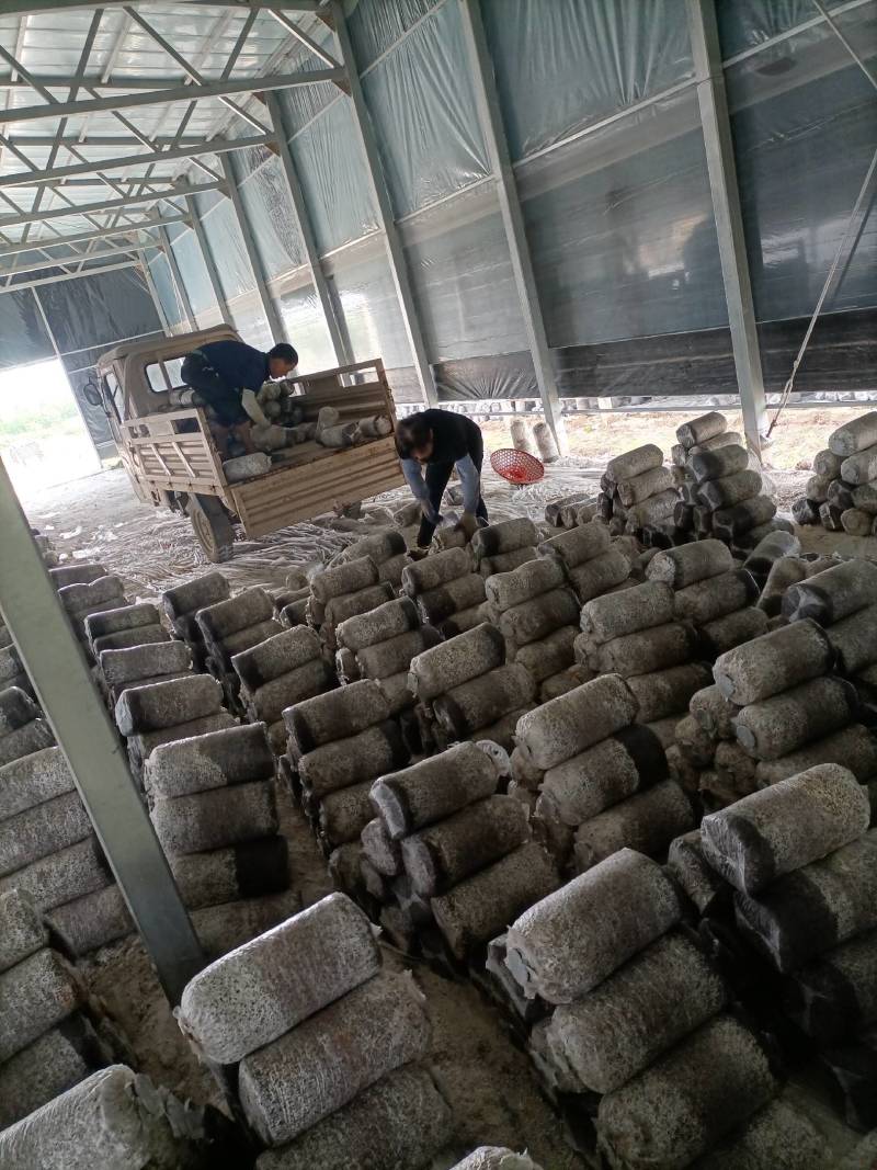 肥西县春红食用菌种植专业合作社秋冬黑平菇菌棒预订中……