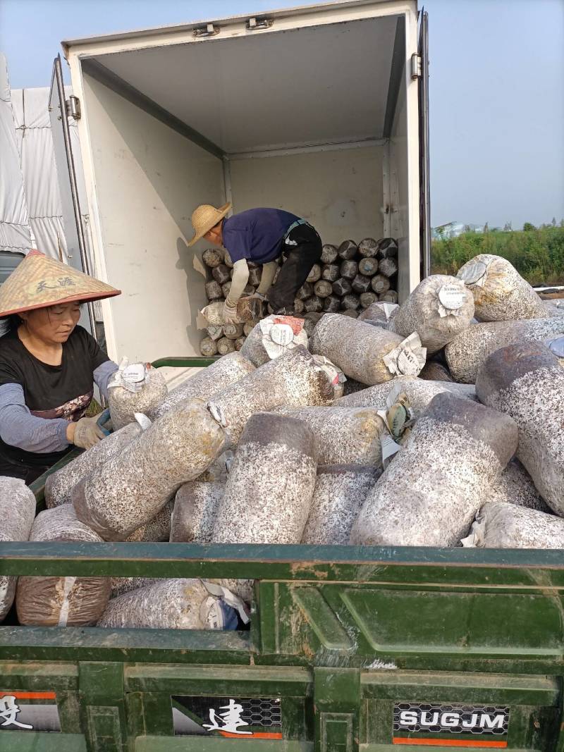 肥西县春红食用菌种植专业合作社秋冬黑平菇菌棒预订中……