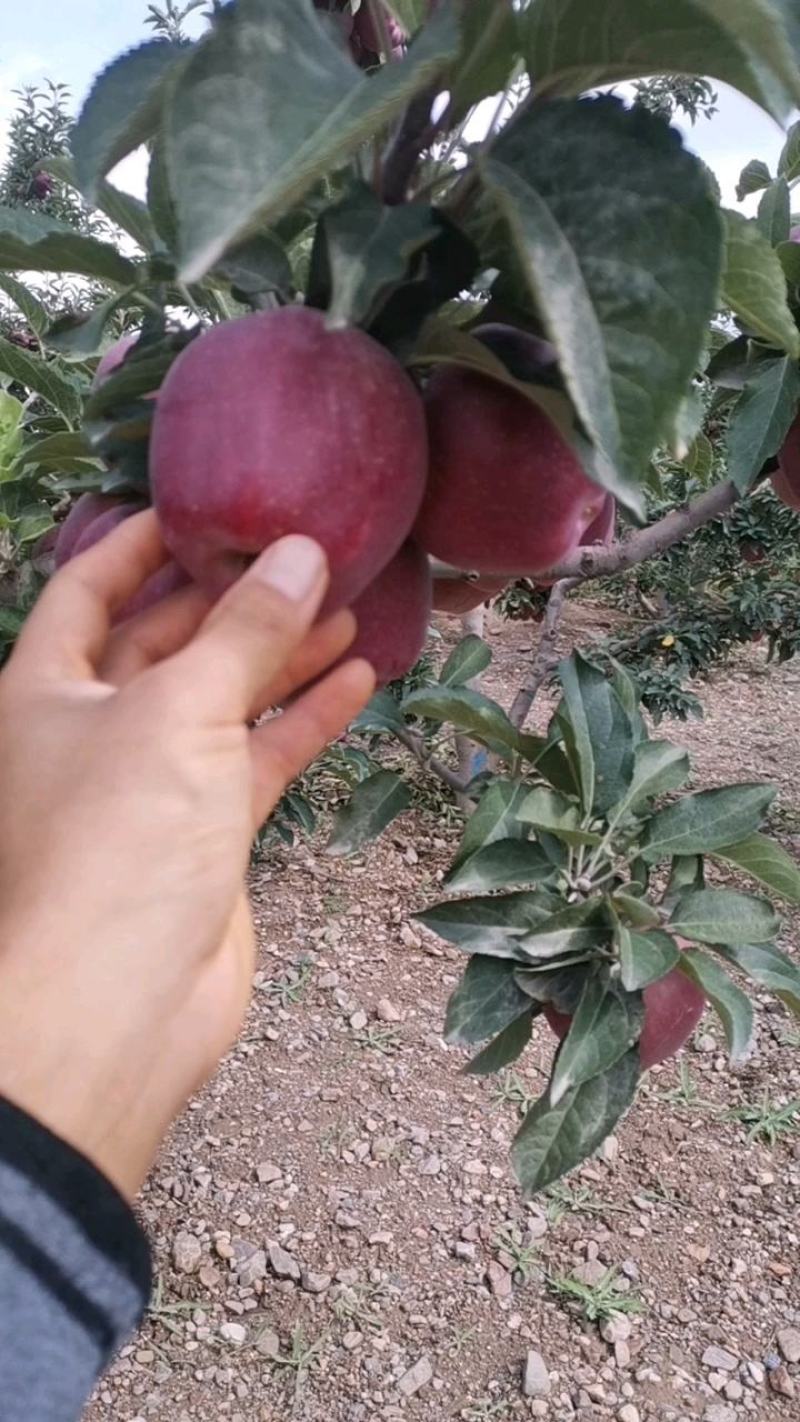 不打拉长剂的花牛苹果