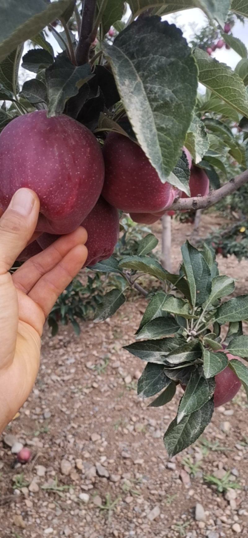 不打拉长剂的花牛苹果