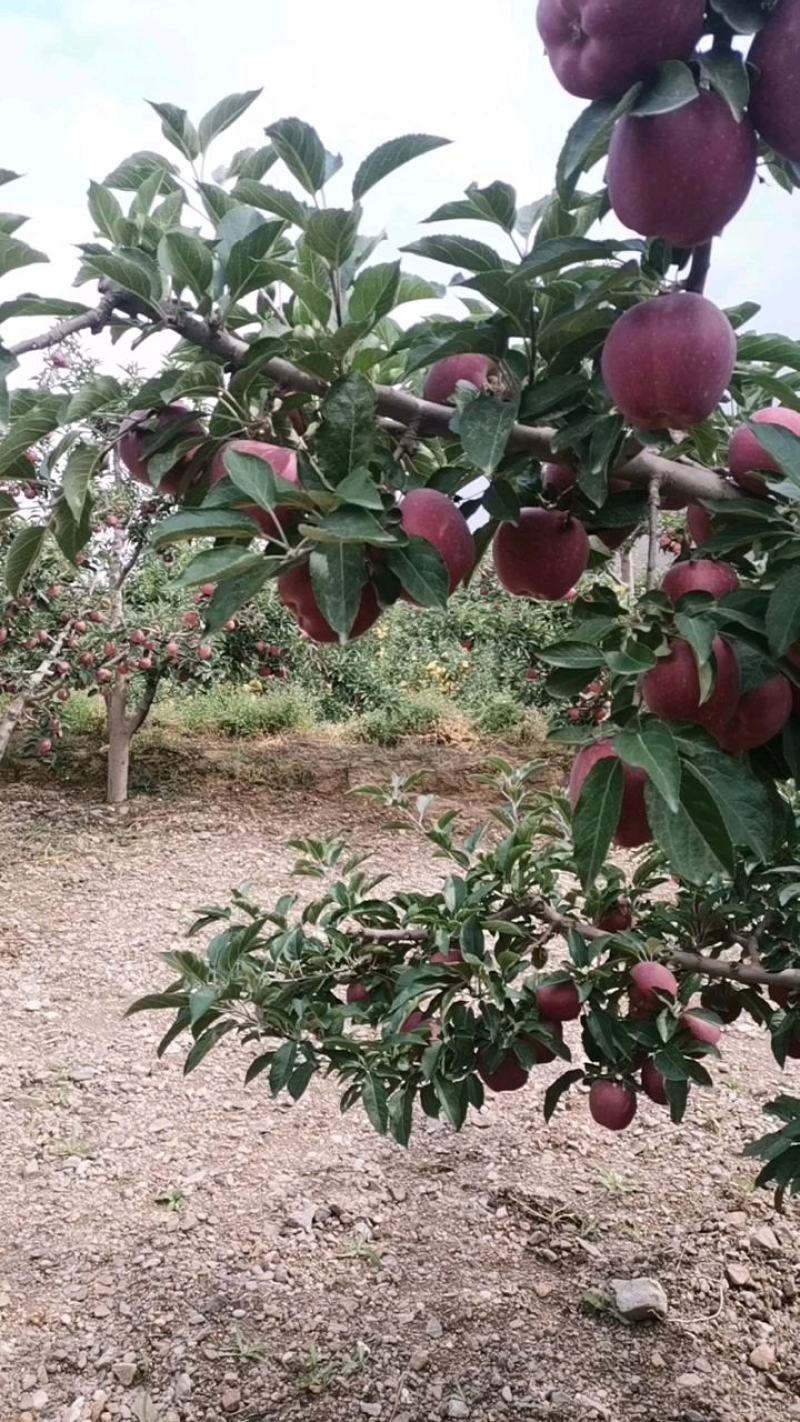 不打拉长剂的花牛苹果