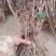牡丹盆栽室内外庭院绿植正宗观赏重瓣牡丹花卉基地苗包邮价格