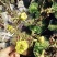 牡丹盆栽室内外庭院绿植正宗观赏重瓣牡丹花卉基地苗包邮价格