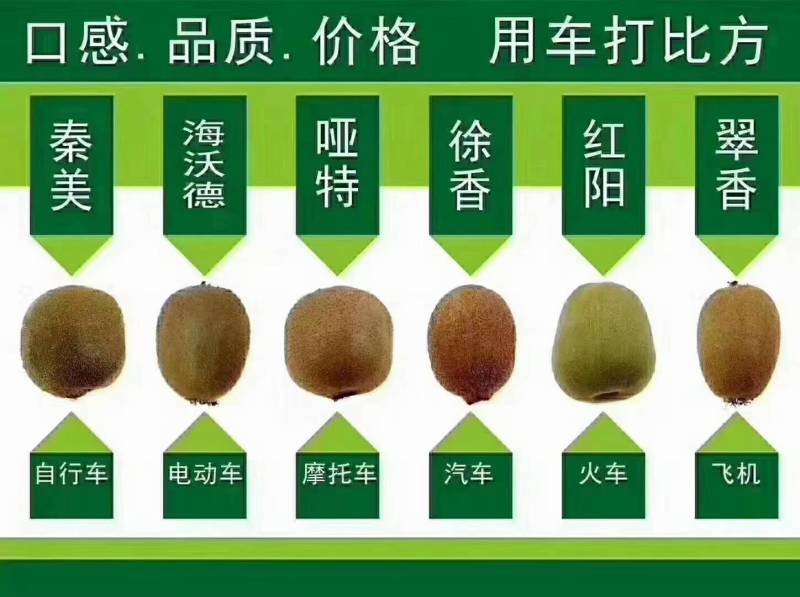 翠香猕猴桃，周至猕猴桃色好，味道好，价格低，坏过包赔