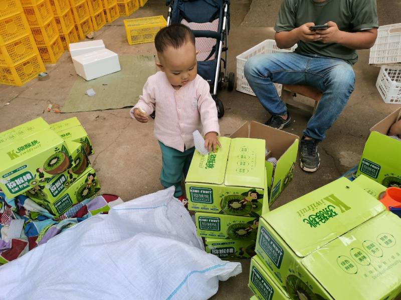 翠香猕猴桃，周至猕猴桃色好，味道好，价格低，坏过包赔