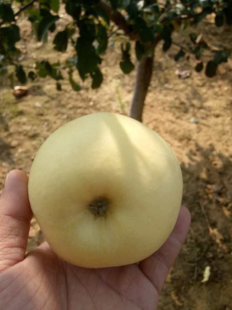爱马仕苹果，糖苹果，中秋黄金苹果，国庆黄金苹果，糖度20