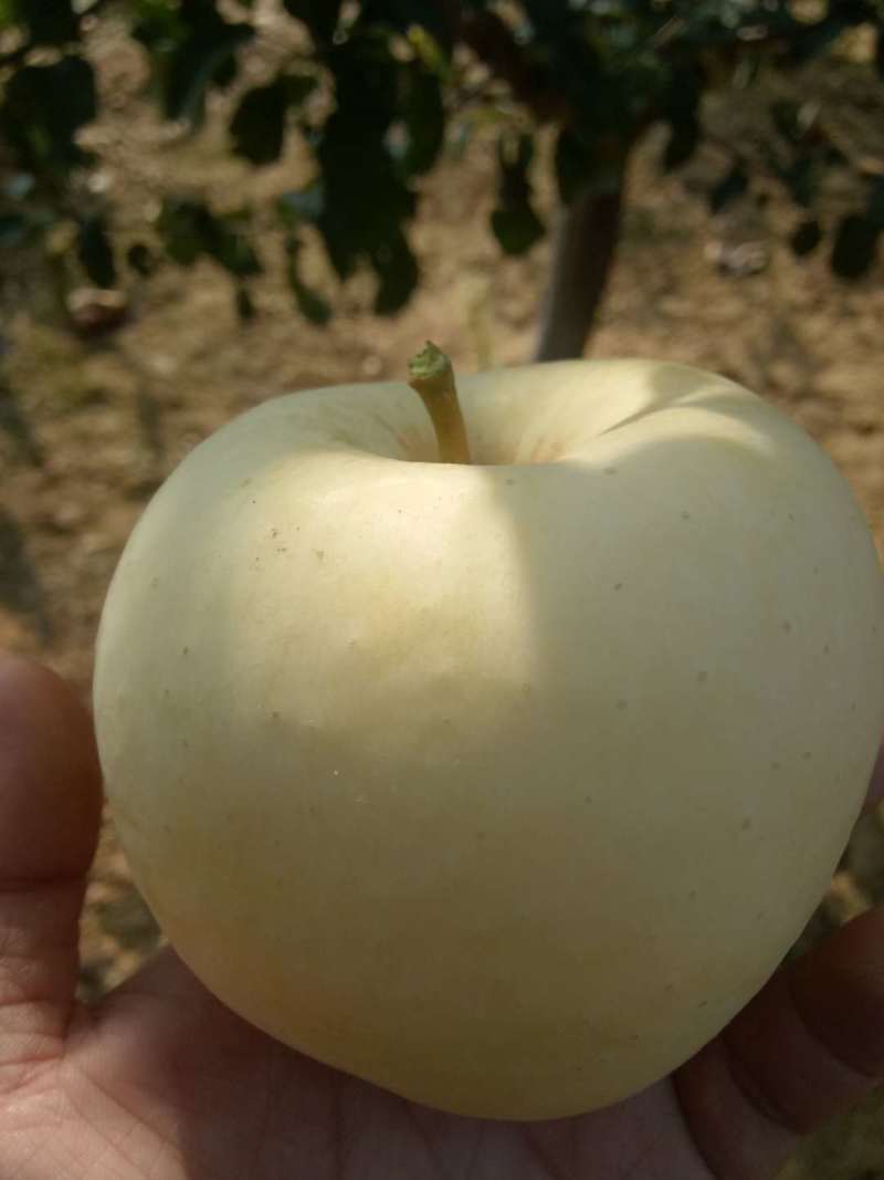 爱马仕苹果，糖苹果，中秋黄金苹果，国庆黄金苹果，糖度20