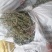 野生车前草大别山野生中草药不是野生不要钱