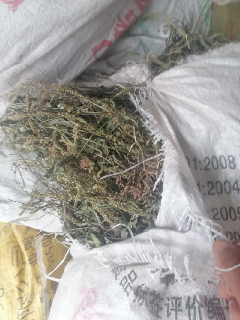 野生车前草大别山野生中草药不是野生不要钱