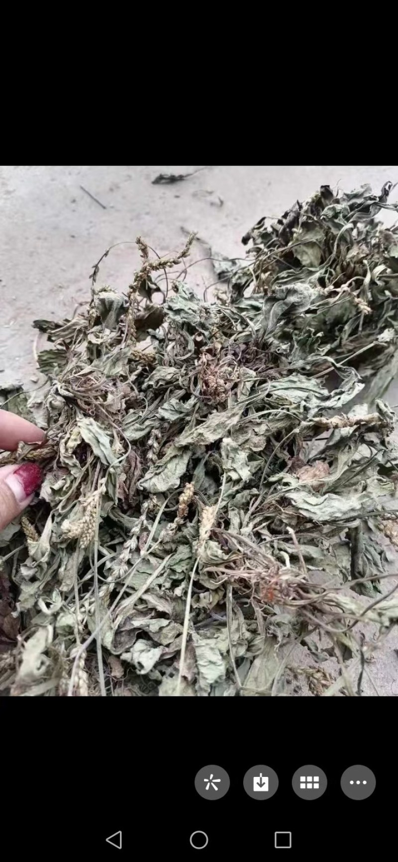 野生车前草大别山野生中草药不是野生不要钱
