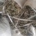 野生车前草大别山野生中草药不是野生不要钱