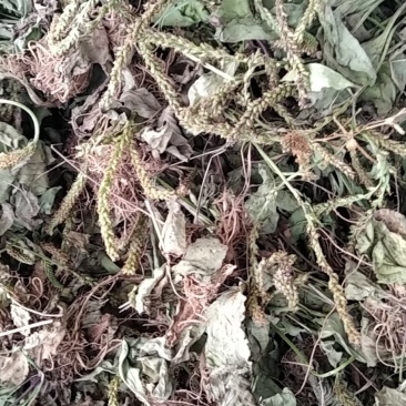 野生车前草大别山野生中草药不是野生不要钱