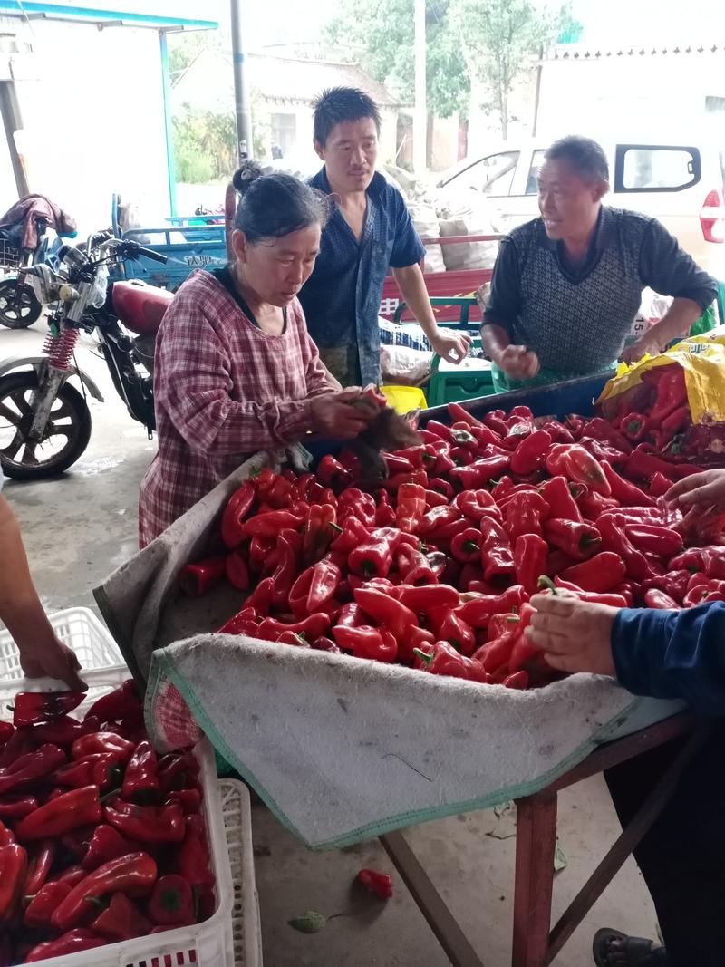 精品红泡椒，常年代办各种瓜果蔬菜