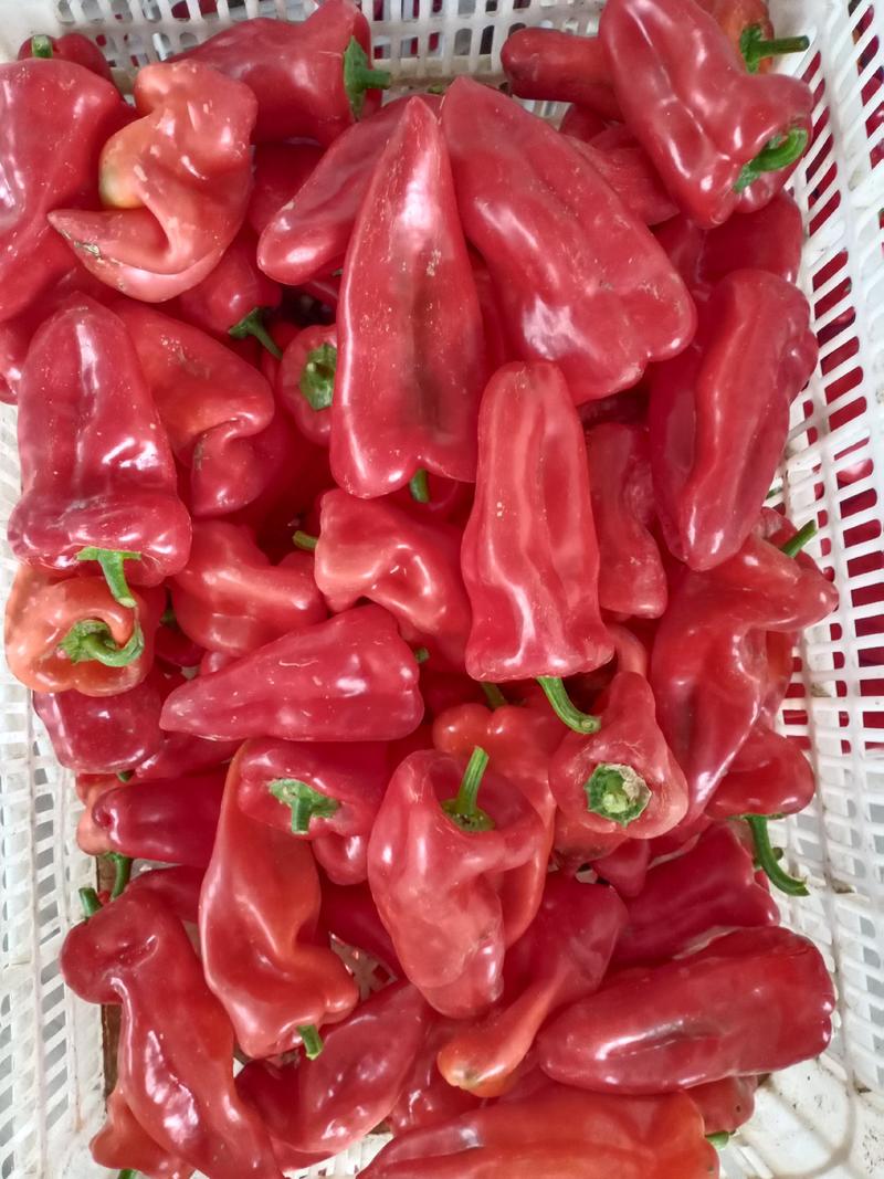 精品红泡椒，常年代办各种瓜果蔬菜