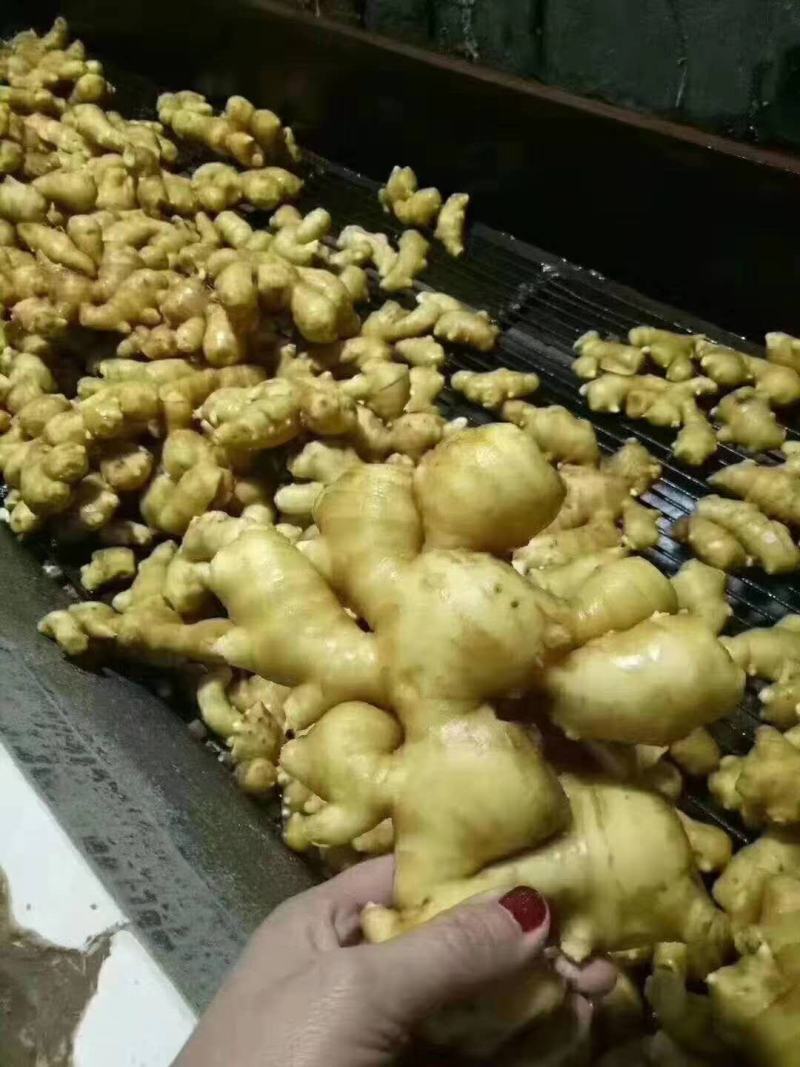 山东优质大黄姜大量供应，社区团购，电商市场，商超