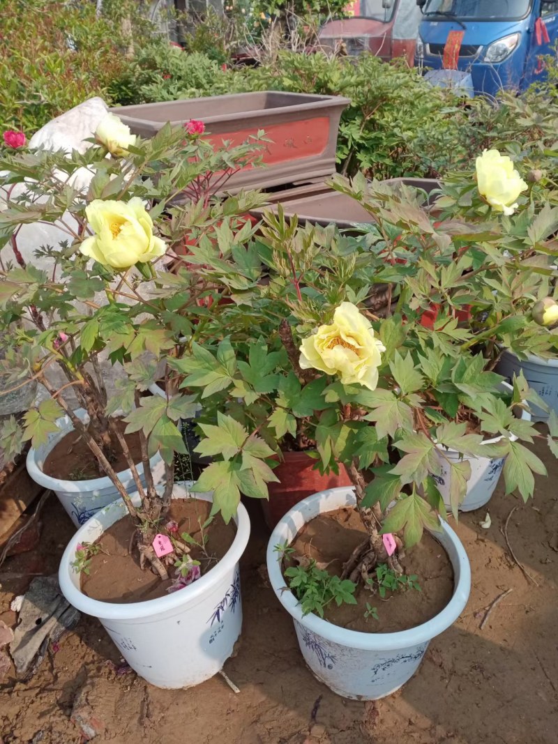 菏泽牡丹花苗盆栽大苗根茎四季观赏重瓣室内庭院地栽洛阳正宗