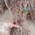 菏泽牡丹花苗盆栽大苗根茎四季观赏重瓣室内庭院地栽洛阳正宗