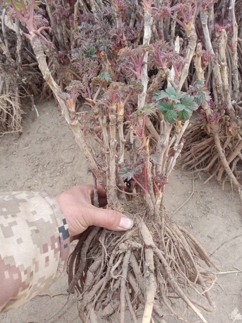 菏泽牡丹花苗盆栽大苗根茎四季观赏重瓣室内庭院地栽洛阳正宗