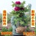 菏泽牡丹花苗盆栽大苗根茎四季观赏重瓣室内庭院地栽洛阳正宗