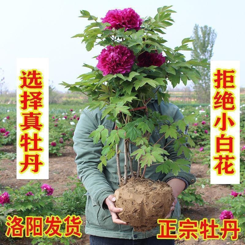 菏泽牡丹花苗盆栽大苗根茎四季观赏重瓣室内庭院地栽洛阳正宗