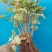 菏泽牡丹花苗盆栽大苗根茎四季观赏重瓣室内庭院地栽洛阳正宗